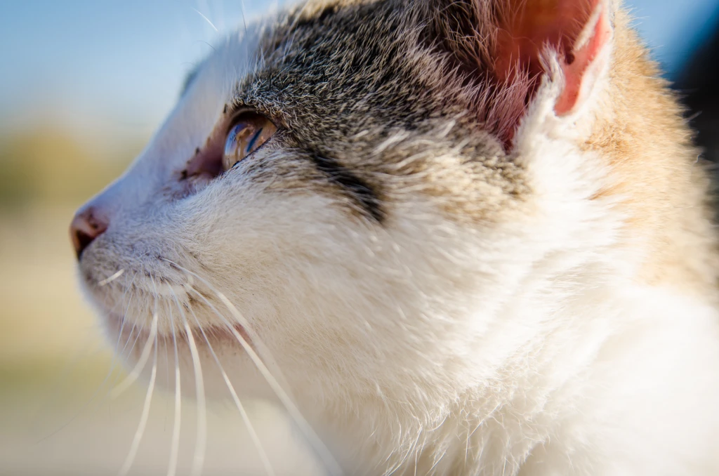 chat blanc regardant au loin