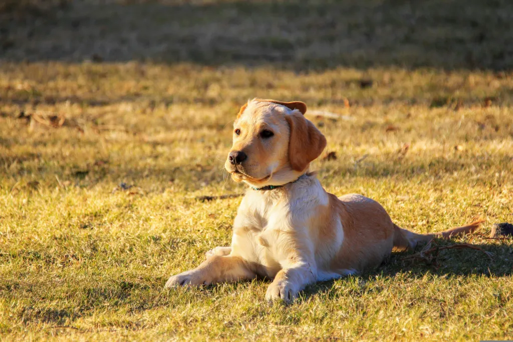 chien labrador allongé
